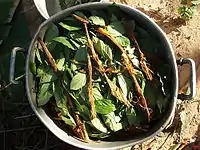 原料となるカーピの皮とサイコトリア・ヴィリディスの葉。