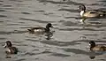 冬にオナガガモやスズガモなどの渡り鳥が飛来する