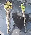 アカウキクサ（左）とオオアカウキクサ