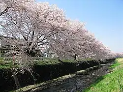 東川の桜並木