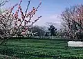 大王わさび農場から望む北アルプス