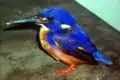 ルリミツユビカワセミ