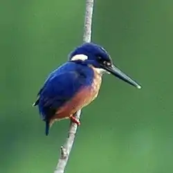 カワルリミツユビカワセミ