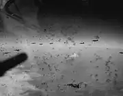 ドイツ上空で対空砲火を受けるB-17