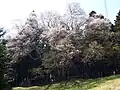 馬場の桜