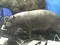 バビルサ（標本）