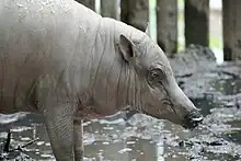 メスには牙がない
