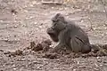 ヒヒの食糞