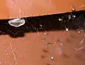 セアカゴケグモ子育ても網の中で