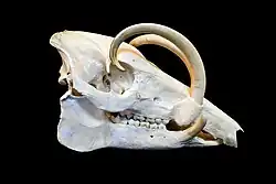 バビルサの非常に発達した牙。