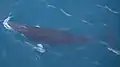 ミンククジラ