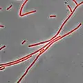 ナイルレッドで膜染色した枯草菌（赤色）