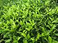 紅茶はこの地域の主要生産物