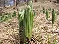新芽丹沢山・06年5月