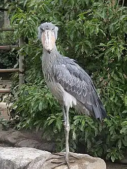 ハシビロコウ