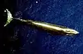 ニタリクジラ
