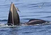 タイ湾における摂餌の光景