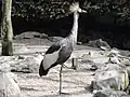 ホオジロカンムリヅル