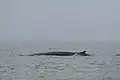リグリア海のぺラゴス海獣保護区(英語版)