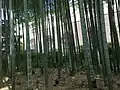 管理区域内の竹林