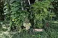 この木はアメリア・イアハートが1925年に植えた。