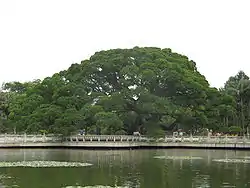 福州国家森林公園の大ガジュマル