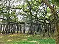 アチャーヤ・ジャガディッシュ・チャンドラ・ボース植物園(コルカタ)