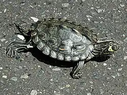 バーバーチズガメ