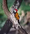 樹皮。コルカタ
