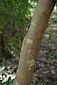 ヒサカキの樹皮