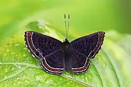 Detritivora barnesi, パナマ
