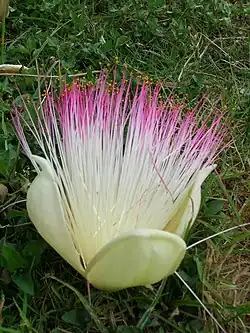 ゴバンノアシの花