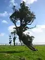 Metrosideros robusta の木