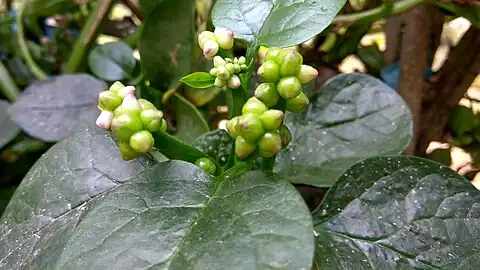 花蕾