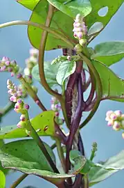 赤茎種はつるが赤紫色