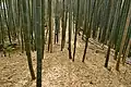 後円部から前方部を望む