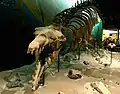 バシロサウルス・ケトイデス Basilosaurus cetoides の全身骨格標本(米国・ワシントンD.C.国立自然史博物館)