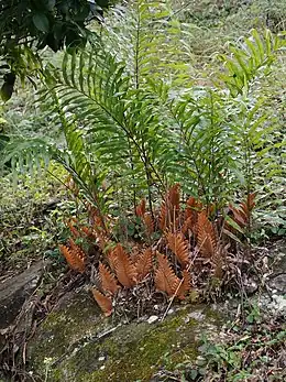 ハカマウラボシ属の一種 Drynaria rigidula立っている緑の葉が普通葉、根元の褐色のが巣葉