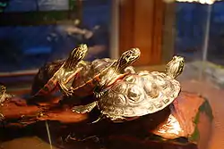 キタアカハラガメP. rubriventris