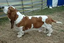 バセット・ハウンド