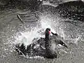 コクチョウ