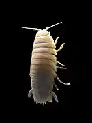等脚類の1種オオグソクムシ Bathynomus doederleinii