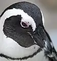 ケープペンギンのくちばし