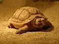 オウムヒラセリクガメH. areolatus