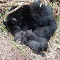 昼寝中の母熊と子熊
