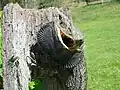 威嚇する本種