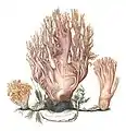 Ramaria Corralloides Purpurea