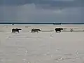 メグナ川風景、2008年4月撮影