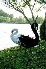 千波湖のハクチョウとコクチョウ