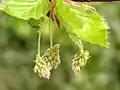 Fagus sylvaticaの花